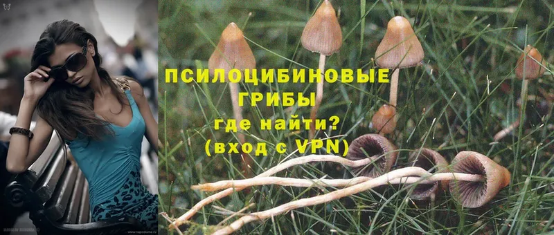 Галлюциногенные грибы Psilocybe  сколько стоит  Новокубанск 